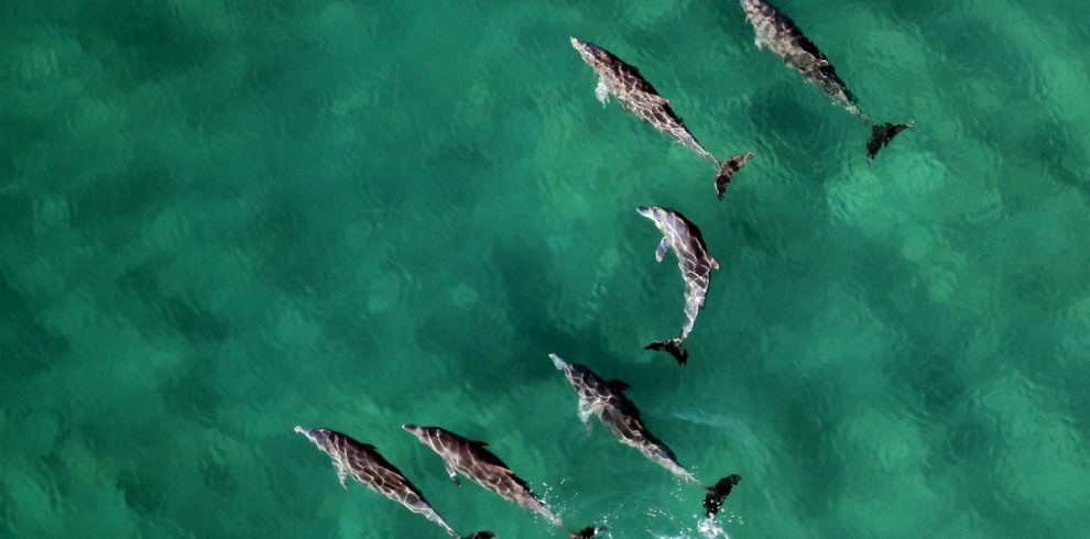 Sataya reef with dolphins